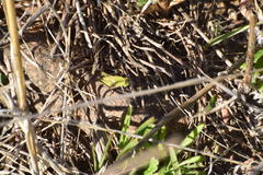 Chimarocephala pacifica