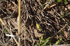 Chimarocephala pacifica