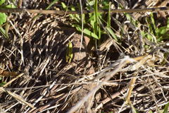 Chimarocephala pacifica