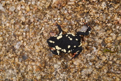 Melanophryniscus stelzneri