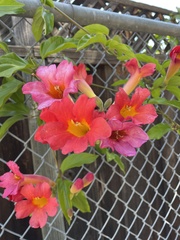 Amphilophium buccinatorium