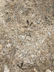 Perdix perdix