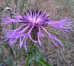 Centaurea polyacantha