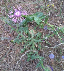 Centaurea polyacantha