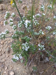 Arenaria querioides