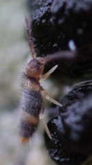 Entomobrya clitellaria