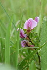 Chamaecytisus purpureus