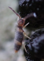 Entomobrya clitellaria
