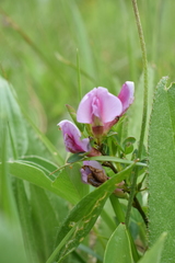 Chamaecytisus purpureus