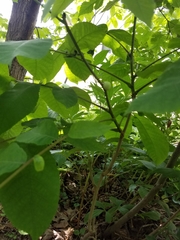 Phylloxera caryaecaulis