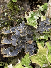 Pseudocyphellaria holarctica
