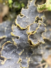 Pseudocyphellaria holarctica