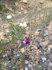 Linaria elegans
