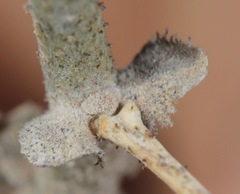 Erythrostemon gilliesii