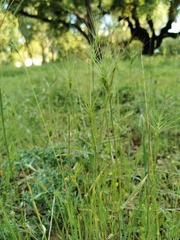 Aegilops triuncialis