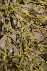 Viscum combreticola