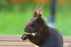 Sciurus vulgaris