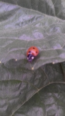 Coccinella septempunctata