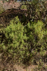 Senecio barbertonicus