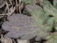 Glandularia pumila