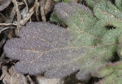 Glandularia pumila