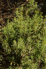 Senecio barbertonicus