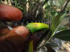 Venturia oleaginea