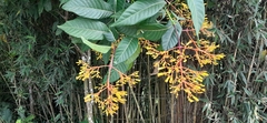 Palicourea padifolia