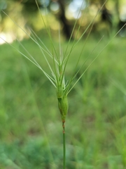 Aegilops triuncialis
