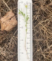 Astranthium ciliatum