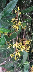 Palicourea padifolia
