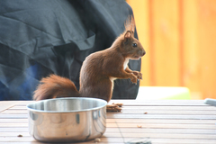 Sciurus vulgaris