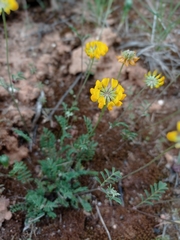 Coronilla minima