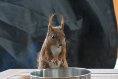 Sciurus vulgaris