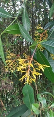 Palicourea padifolia