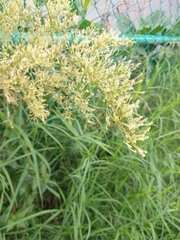 Magnoliopsida
