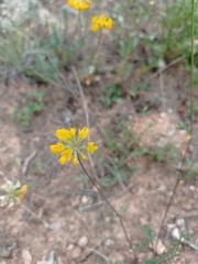 Coronilla minima