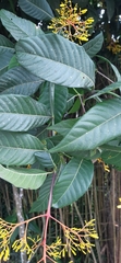 Palicourea padifolia
