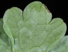 Ranunculus sceleratus sceleratus