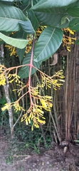 Palicourea padifolia
