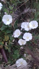 Convolvulus arvensis
