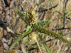 Asphondylia prosopidis