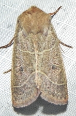 Ulolonche culea