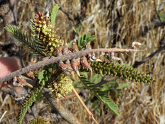 Asphondylia prosopidis