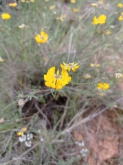 Coronilla minima