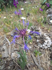 Centaurea graminifolia