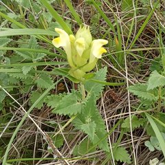 Scutellaria caucasica
