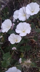 Convolvulus arvensis