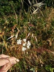 Torilis arvensis neglecta