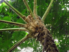 Sphaeropteris horrida